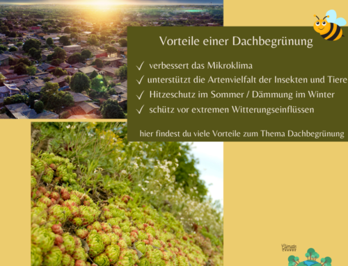 #6 Vorteile einer Dachbegrünung